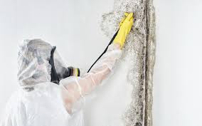 Best Black Mold Removal in North Seekonk, MA